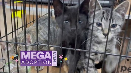 PETCO Love TV Spot, '2024 Mega Adoption Event: $35 Adoption Fee'