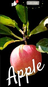 Beautiful Apple #nature #fruit #youtube #shorts #viral