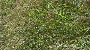 15K views · 420 reactions | Call of the Wild - Kerala Part of Western Ghats and the National Parks of Kerala, a promotional video by Kerala Tourism on Western Ghats - a UNESCO World Heritage site. | Kerala Tourism | Facebook