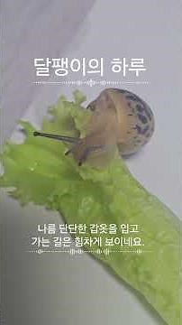 달팽이의 하루 #tv동물농장 #달팽이 #달팽이기르기 #패닉 penic