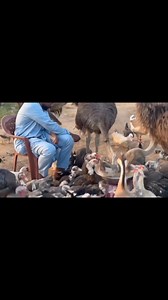 SEYDI IBRAHIM IBN MAOLANA IMAM CHEICK MAHY CISSE j'ai pas droit d'auteur | Cissé international