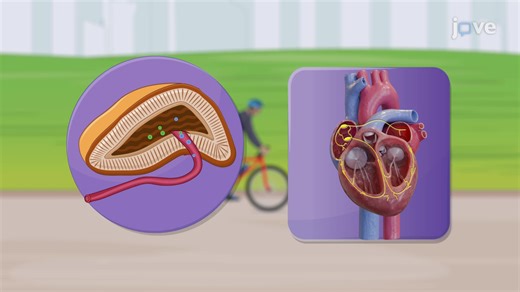 Video: Regulation of Heart Rates