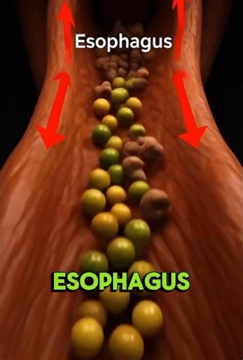 “How the Digestive System Works | Food Journey Inside Your Body”#digestivesystem #anatomy #shorts