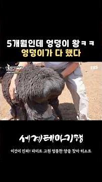 엉덩이가 클수록 귀하다🐏 #세계테마기행 #세테기 #양 #파미르고원 #파미르 #히소르