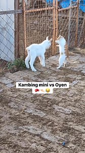 Jahil baget kambingnya 😭😂😂 #kambing #kambinglucu #fyp #cutesheep #cute #cutegoats #cutegoat #cuteanimals #cutecat Sc : @catshealworld | Kopastama Farm