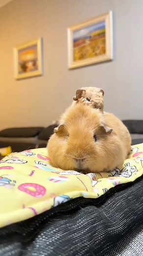 Adorable Guinea Pig Videos to Brighten Your Day