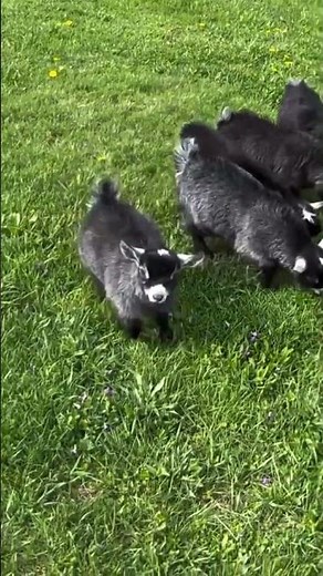 Cute Baby Goats Playing on Green Grass 🐐🌿 | Funny & Happy Goat Kids