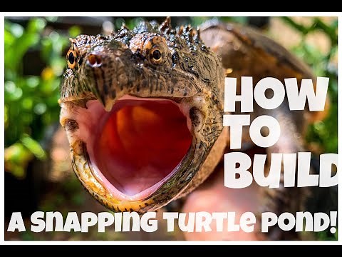 How to build a snapping turtle pond!!!