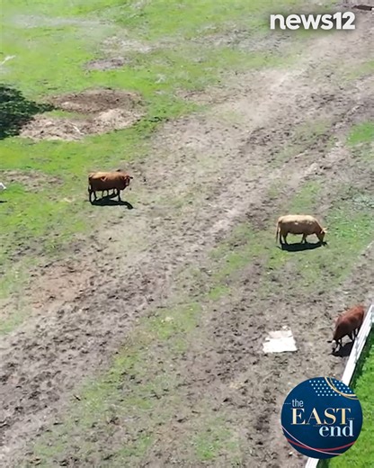 FINK'S COUNTRY FARM 🚜 On this week's episode of the East End, Joe Arena takes us to Fink's Country Farm! In need of a ride there? Travel to the East End with Hampton Jitney where you can experience all the unforgettable sights and smells the East End has to offer. Visit 👉 https://bit.ly/3FCnclU 👈 to test your East End show knowledge to win some awesome prizes? | News 12