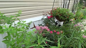 This video shows a newly emerged monarch butterfly drinking nectar from a swamp milkweed (ascelepias incarnata) flower using its proboscis which functions much like a straw. You can see it moving to reach the nectar in each individual flower. When not feeding, the proboscis curls up compactly. Sometimes when I have a butterfly who is new to eating, Jess or I will use a toothpick to gently unfurl the proboscis so that the butterfly will feed more readily. I thought that some of you might enjoy se
