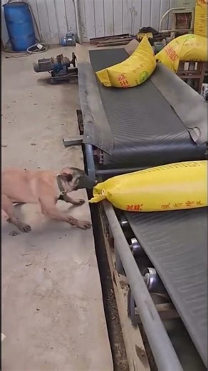 Process of dogs assisting the conveyor belt in unloading goods