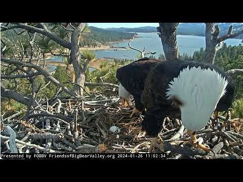 Shadow brings a fish to Jackie FOBBV CAM Big Bear Bald Eagle Live Nest - Cam 1 / Wide View - Cam