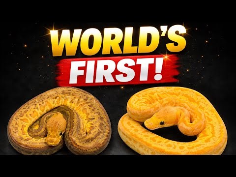 Worlds First Sunset Batman ! Unlocking The Sunset Clowns