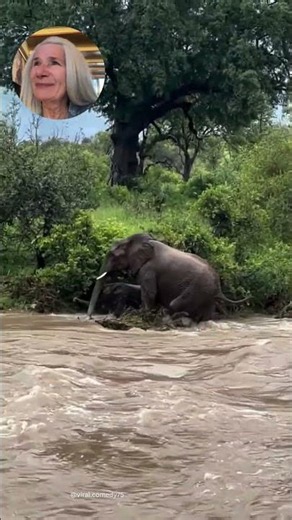 Elephant Mama and Baby #wildlife #cute