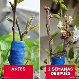 147K views · 650 reactions | Con estas técnicas simples de injerto, podrás cultivar peras en un manzano (y mucho más). | Fabiosa Diario | Facebook