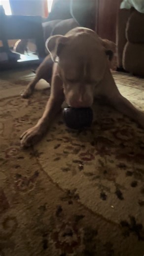 Milo's Pup-sicle Adventure: Keep Your Pet Happy