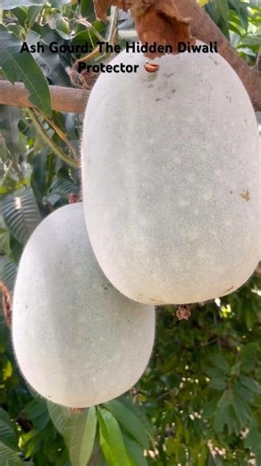 Diwali Special: Ash Gourd – The Real Home Protector! 🧿 | #shorts