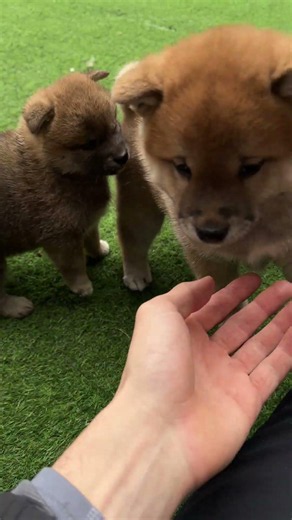 Ataque de fofura dos shibinhas 🤭🐾❤️ #puppy #filhote #shiba