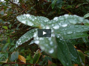 Panasonic Lumix FZ330 / FZ300 sample movie: Post Focus video 2