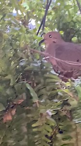 32 reactions · 11 comments | Bubba has Doves The Bubba’s Big...