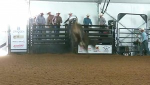 2M views · 16K reactions | Top 5 calves from the 2022 American...