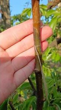 TREES GRAFTING WITH IMPROVED COPULATION.