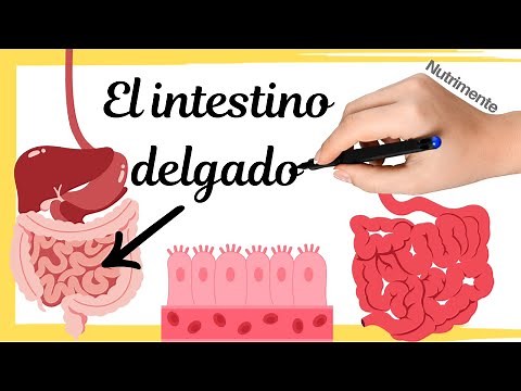 El INTESTINO DELGADO [Digestión y Absorción] - Sistema Digestivo