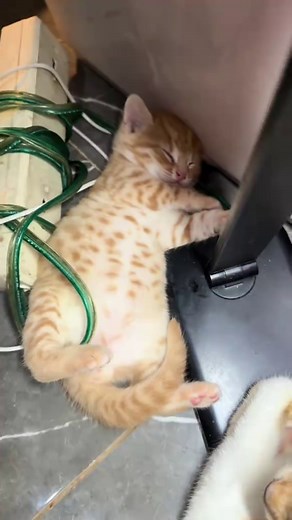 Asian Leopard Cat Hybrid Behavior Explained