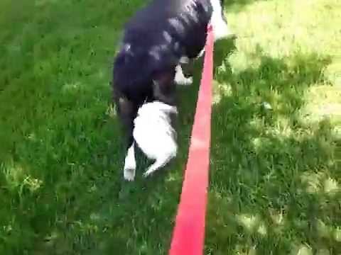 Dog drinks his own pee