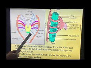 Embryology of Cardiovascular System - Part III by Dr Vijaya - Development of aortic arches
