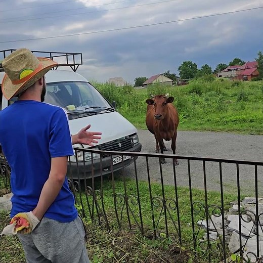 Man Calls Cows With Moo Sounds, Herd Follows