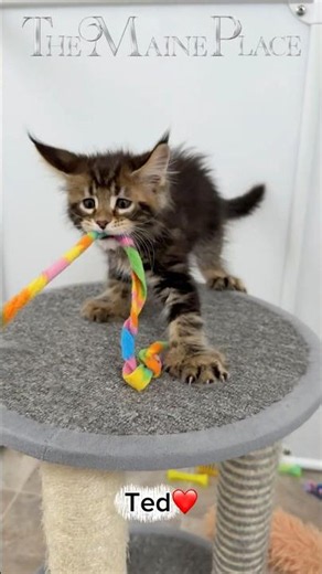 Polydactyl Maine Coon Kitten 🐾❤️