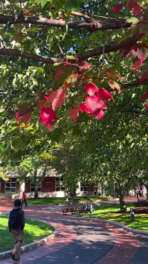 4.1K views · 117 reactions | Welcome back, October 李 | Northeastern University Alumni | Facebook