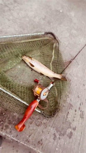 Megabass pagani P300 A #megabass #fishing #daiwa ngeln Brousk