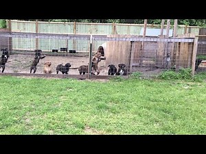 Is Father To Daughter INBREEDING?!👀🤔 Part 1: Line Breeding VS. Inbreeding