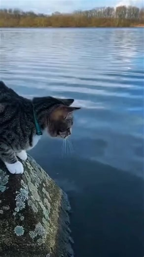 Hilarious Moments with a Professional Fisher-Cat