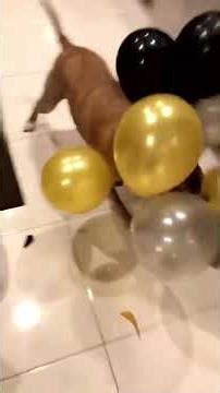 Dog popping cluster of balloons #balloon #funny #happy #helium #dog