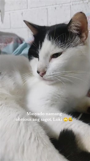 Grabe sya 😅 #cat #catsoftiktok #catlover #furmom #furbaby