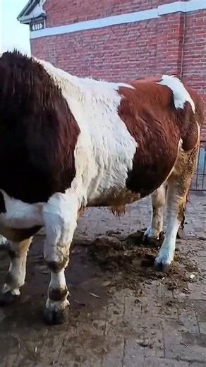 They are all the best cows in the country13