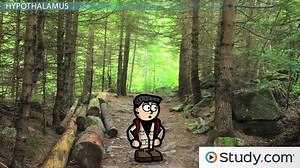 Brain Structures and Functions Part I - Video | Study.com