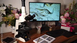 Scientist looking at a soil sample under the microscope. Studying a compost sample and the microorganisms. Nematodes and soil microbes on the computer screen under the microscope. Stock Video