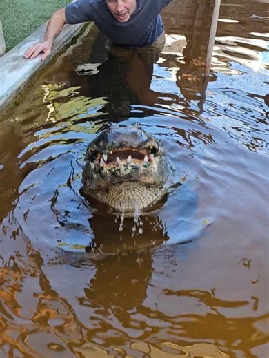 Hector the Alligator! Feeding Time @EHP #evergladesholidaypark #alligator #gatorboys