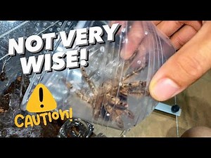 Dealing with my MOST VENOMOUS TARANTULA species !!!