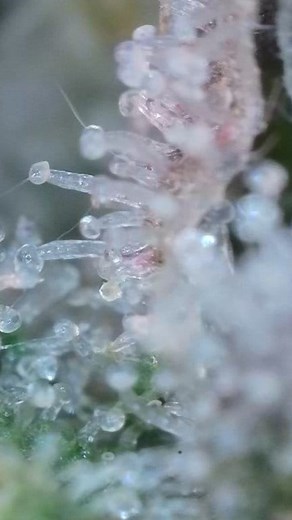 Gelato 33 clones at flower week 7 day 46 ( 25 veg) 🪴 & week 5 day 32 ( 39 veg) & week 2 day 14 ( 20 veg) More details 👇 Strain: Gelato 33 Flower time: 6-8 weeks (42-56 days) Clone source: Elemental Clone medium: rock wool *Total Days in soil: 71 Numbers 1, 2, & 3 Container size: 2 gallon (8" x 8" x 9" white plastic) Days in veg: 25 *Current stage: flower week 7 *Days in flower: 46 Flushing since day 44 *Days flushed: 3 Number 4 Container size: 5 gallon fabric grow bag *Current stage: flower we