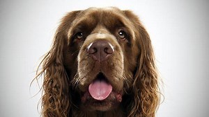 Sussex Spaniel - Alchetron, The Free Social Encyclopedia