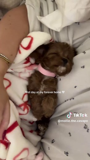 Bringing Home a Cavapoo Puppy for the First Time