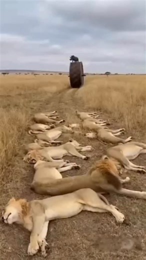 WHAT IF WILD LIFE - AI VIDEOS on Instagram: "Is This Giant Wheel About to Crush the Lion Pride? #WildlifeChaos #WarthogVsLions #AIWildlife #animales #jungla A warthog rides a massive rolling wheel straight toward a sleeping pride. Nature meets pure unpredictability—watch till the last second. 巨大なホイールはライオンの群れを押しつぶすのか？ #野生のカオス #イボイノシシVSライオン #AIワイルドライフ #動物 #ジャングル 巨大な車輪に乗ったイボイノシシが眠るライオンの群れへ迫る。 自然が見せる予測不能な瞬間。最後までお見逃しなく。"