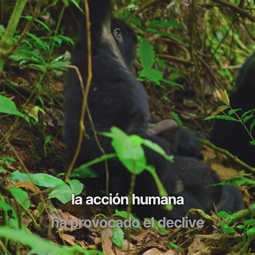 🦍 Las dos principales especies de gorilas, Gorilla gorilla y Gorilla beringei, se encuentran en peligro crítico de extinción. 📋 Según la lista roja de IUCN sus poblaciones están en declive. Proteger su hábitat es vital para su conservación. #DíaMundialDelGorila #DíaDelGorila | Fundación Biodiversidad