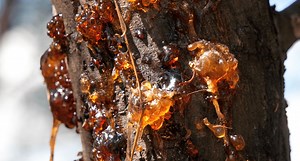 (15 Ways) How To Remove Tree Sap From Car Safely