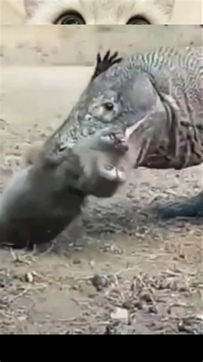 1.2K reactions · 29 shares | Komodo dragon attack monkey #viralvideos #komodo #dragon #attack | Martins Ashuma | Facebook